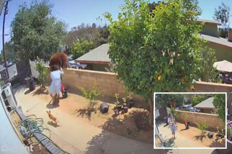Crazy moment woman PUSHES BEAR off garden wall to stop it mauling her dogs in TikTok footage