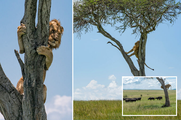 Cowardly lion desperately clings to a tree as raging buffaloes turn tables on him