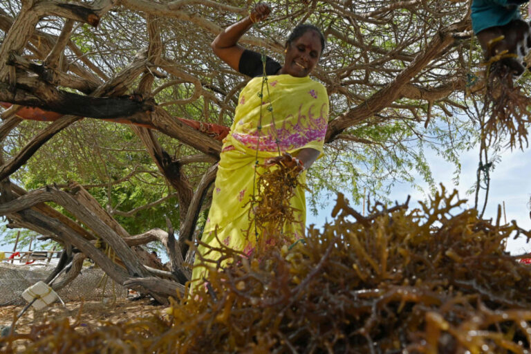 Women show the way as India pushes ‘eco-miracle’ seaweed