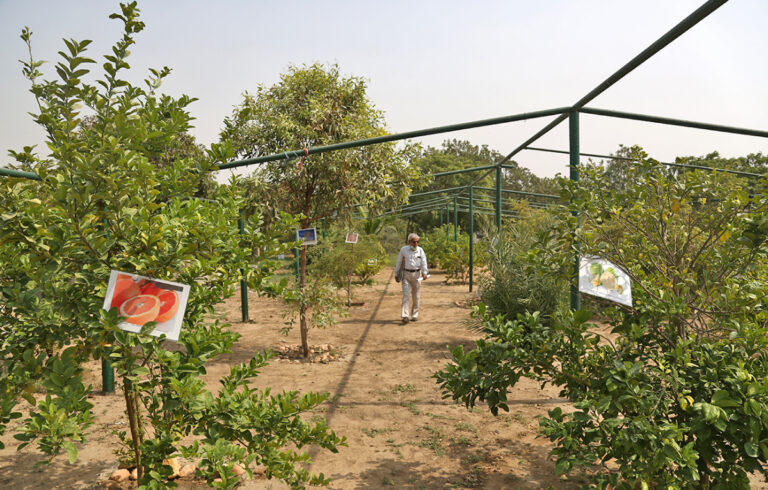 Inspired by Sharjah orchard, Pakistani man plants ‘first Islamic garden’ in Karachi