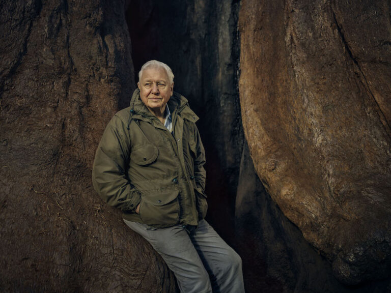 Sir David Attenborough sounds fresh call to save plant life with BBC production ‘The Green Planet’ TV series