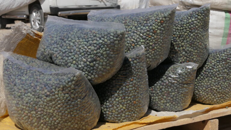 Pakistan imports of much-loved shinay dry fruit suffer weather changes, Afghan Taliban taxes