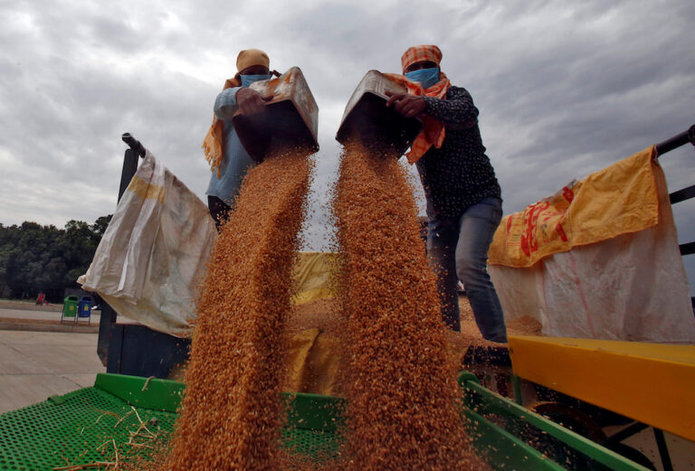 India halts wheat exports, says food security is at risk