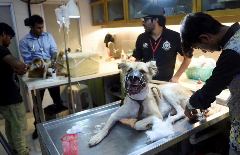 In rare animal rights push, Pakistan to work with PETA on ‘critical’ reforms