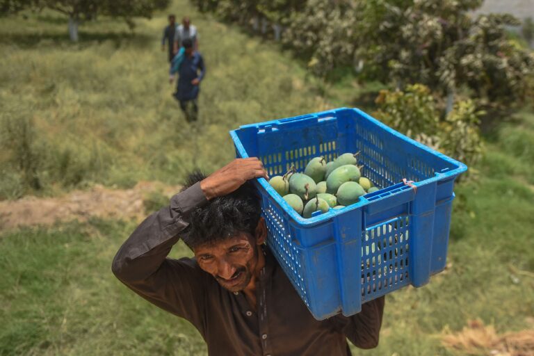 Pakistan’s prized mango harvest hit by water scarcity