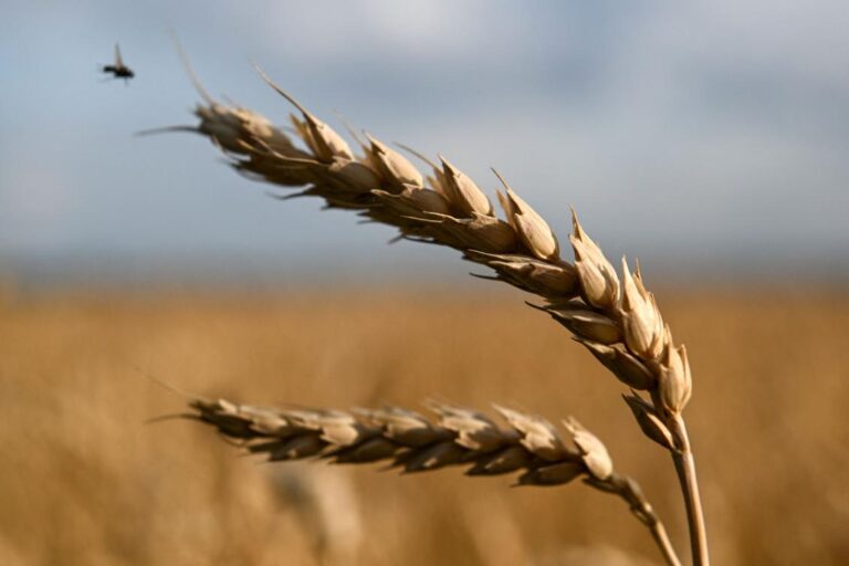UN chief to visit Turkey as Ukraine grain export deal looms