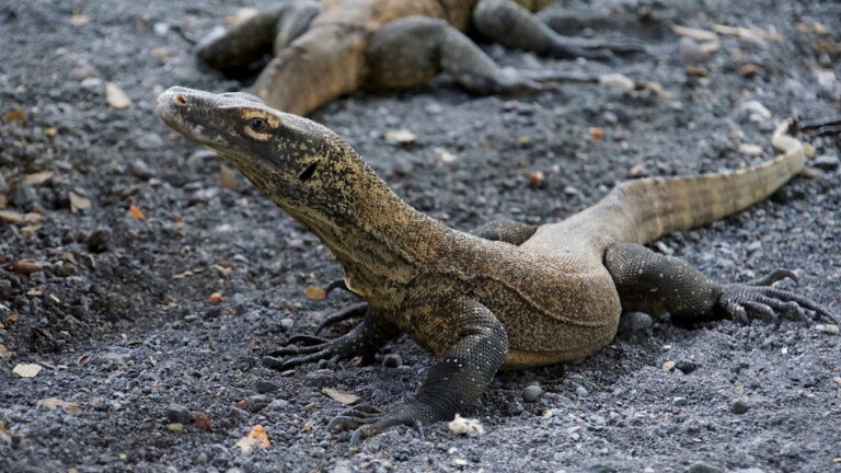 Price hike plan at Komodo dragons’ park sparks protests in Indonesia