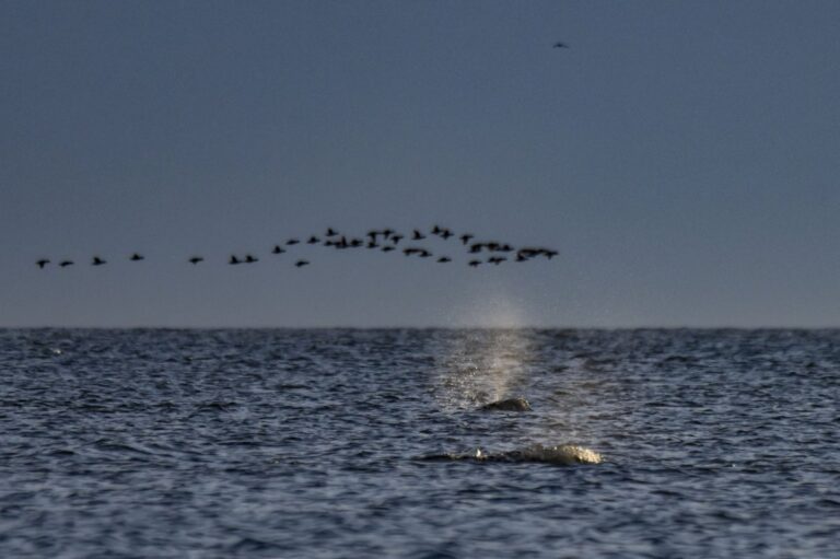 Canada’s Hudson Bay a summer refuge for thousands of belugas