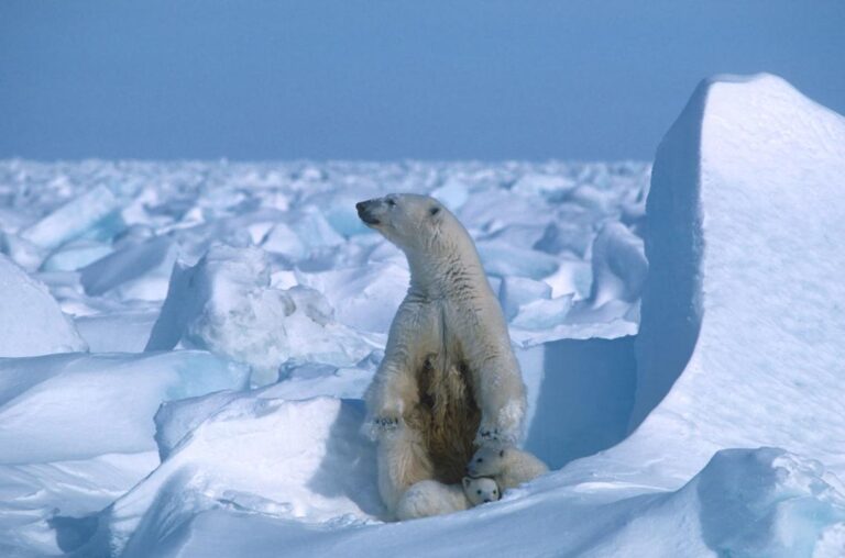 Polar bear kills mother and child in Alaska