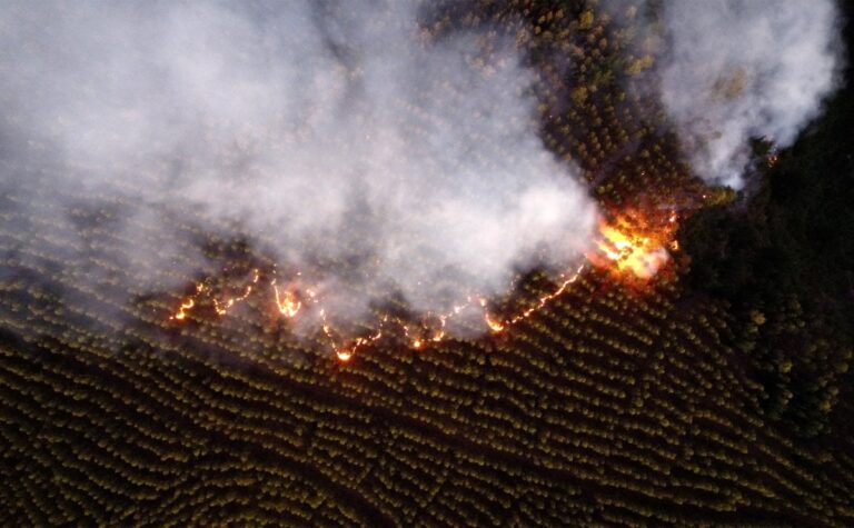 Chilean wildfires destroy hundreds of homes, endanger world’s smallest deer