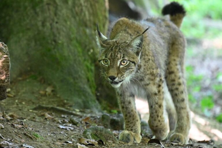 France’s lynx at high risk of extinction