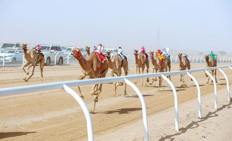 AlUla Camel Cup to crown ‘Champion of Champions’ in stunning setting