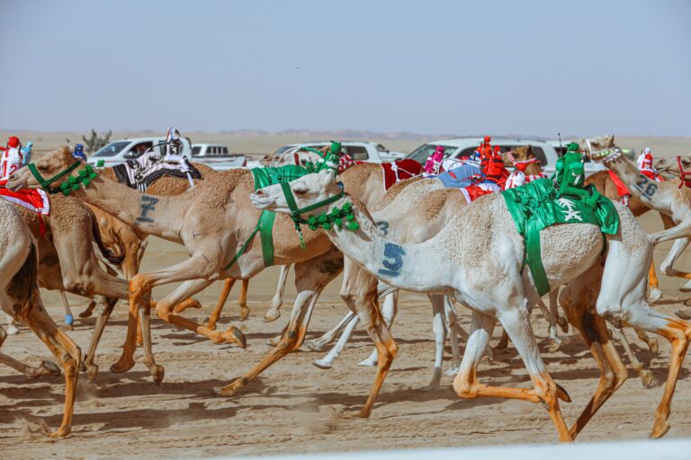 AlUla Camel Cup to celebrate animal intrinsic to cultural, sporting fabric of Arabia