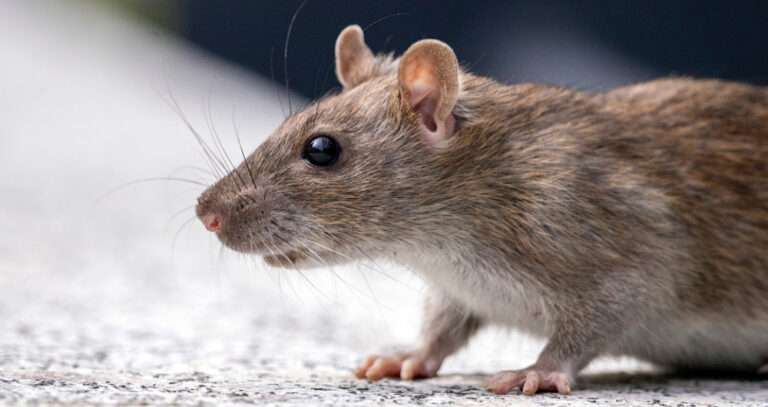 Scientists create mice with cells from 2 males for 1st time