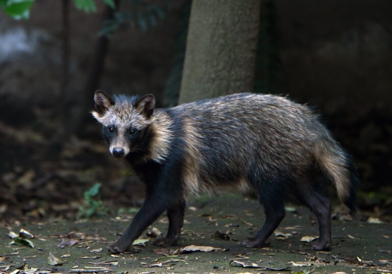 New COVID origins data point to raccoon dogs in China market