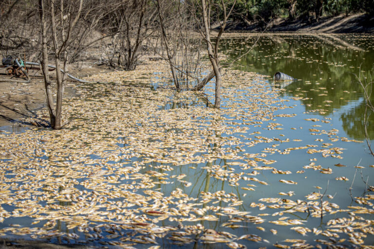 Residents call for clean-up after mass fish death in Australia