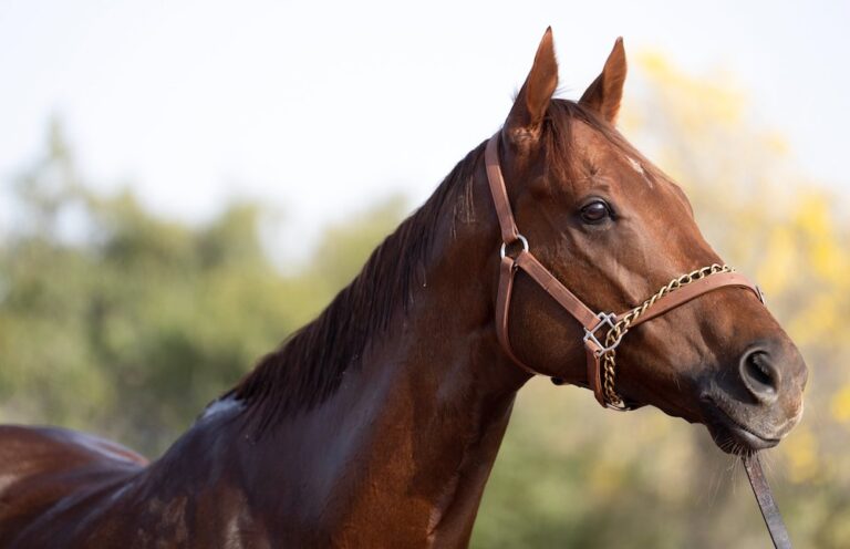 Algiers the standout among the best of UAE’s horseracing season